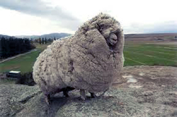 Large fat wooly sheep