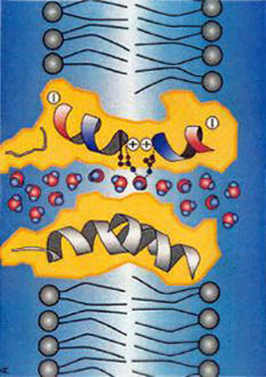 Graphic of an Aquaporin...the pathway of water into a cell